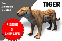 Bengol Tiger rigged and Animated 3D Model