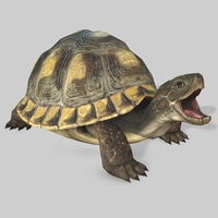 Turtle Animated 3D Model