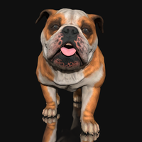 Bulldog Animated 3D Model