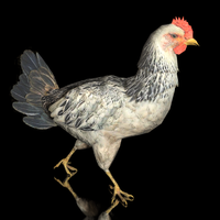 Chicken and Rooster Animated 3D Model