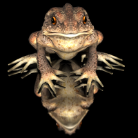 Goliath Frog Animated 3D Model