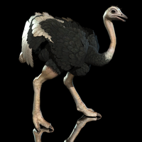 3D Ostrich Animated 3D Model