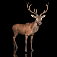 Deer Animated 3D Model