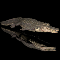 3D Alligator Animated 3D Model