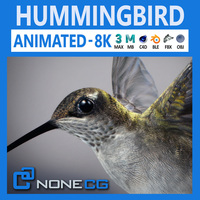 Hummingbird Animated 3D Model