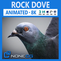 Animated Rock Dove 3D Model
